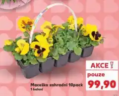 Kaufland Maceška zahradní nabídka