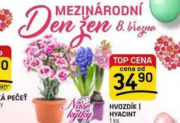 Flop HVOZDÍK | HYACINT 1ks nabídka