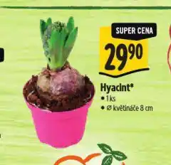 Albert Hyacint nabídka