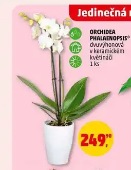 Penny Market ORCHIDEA PHALAENOPSIS, 1 ks nabídka