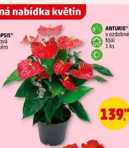 Penny Market ANTURIE, 1 ks nabídka