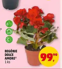 Penny Market BEGÓNIE DOLCE AMORE, 1 ks nabídka