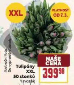 Billa Tulipány nabídka