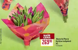 Billa Bonvia Flora Kytice tulipánů XL nabídka