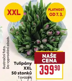 Billa Tulipány XXL nabídka