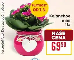Billa Kalanchoe mini nabídka
