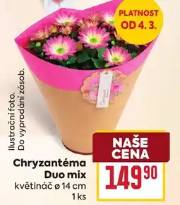 Billa Chryzantéma Duo mix nabídka