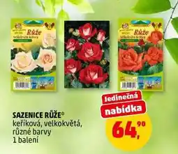 Penny Market SAZENICE RŮŽE, 1 balení nabídka