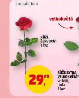 Penny Market RŮŽE ČERVENÁ, 1 kus nabídka