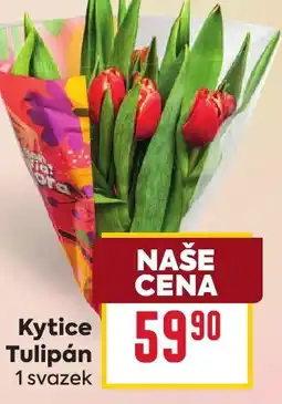 Billa Kytice Tulipán nabídka