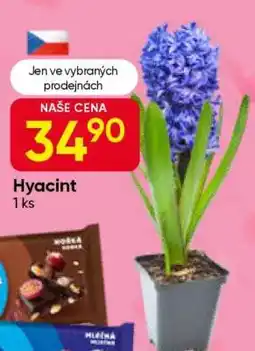 Hruška Hyacint nabídka