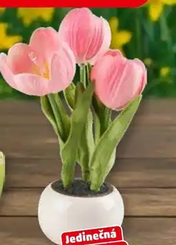 Penny Market Led dekorace nabídka