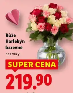 Lidl Růže Harlekýn barevné nabídka