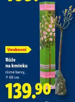 Lidl RŮŽE NA KMÍNKU nabídka