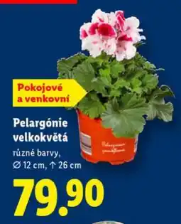 Lidl PELARGÓNIE VELKOKVĚTÁ nabídka