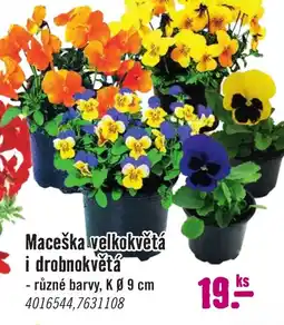 Hornbach Maceška velkokvětá i drobnokvětá nabídka