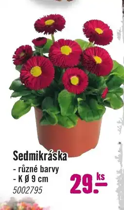 Hornbach Sedmikráska nabídka