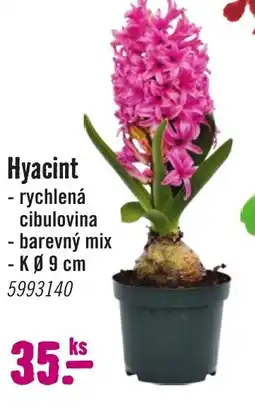 Hornbach Hyacint nabídka