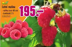Hornbach FloraSelf Letní malina nabídka