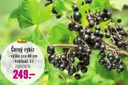 Hornbach Černý rybíz nabídka