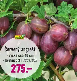 Hornbach Červený angrešt nabídka