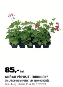 OBI Muškát převislý jednoduchý (pelargonium peltatum jednoduché) nabídka