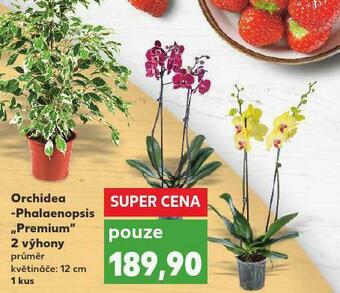 Kaufland Orchidea - phalaenopsis nabídka