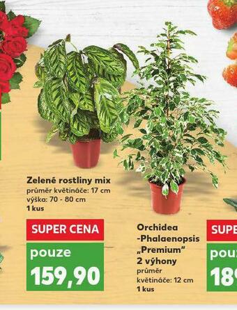 Kaufland Zelené rostliny mix nabídka