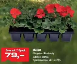 Uni Hobby Muškát nabídka