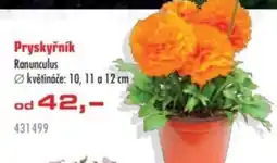 Uni Hobby Pryskyřník nabídka