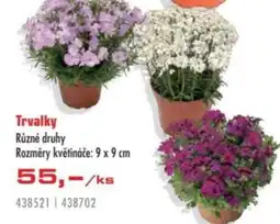 Uni Hobby Trvalky nabídka