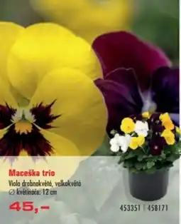 Uni Hobby Maceška trio nabídka