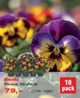 Uni Hobby Maceška nabídka