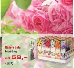 Uni Hobby Růže v balu nabídka