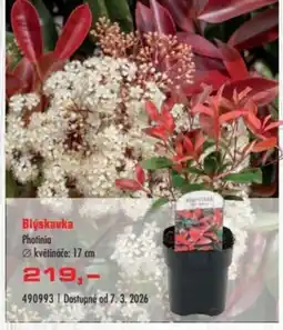 Uni Hobby Blýskavka Photinia nabídka