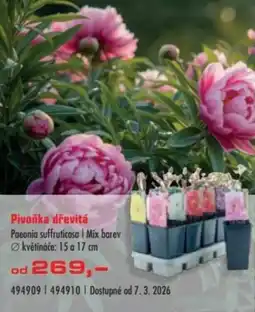 Uni Hobby Pivoňka dřevitá nabídka