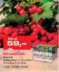 Uni Hobby Keře ovocné v balu nabídka