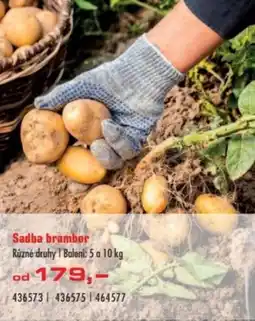 Uni Hobby Sadba brambor nabídka