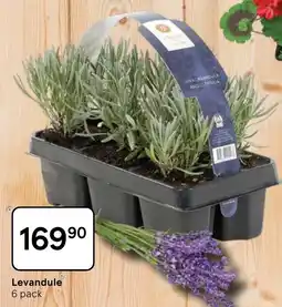 Tesco Levandule nabídka