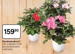 Tesco Rhododendron nabídka