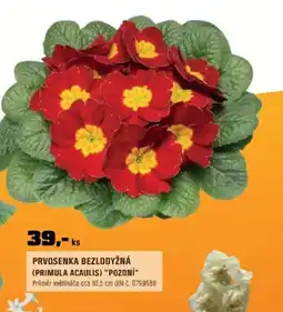 OBI Prvosenka bezlodyžná (primula acaulis) "pozdní" nabídka