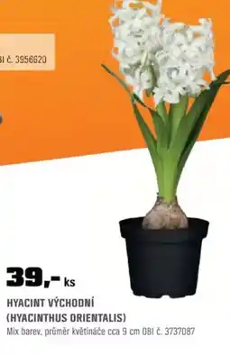 OBI Hyacint východní (hyacinthus orientalis) nabídka