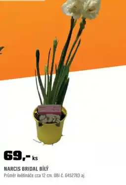OBI Narcis bridal bílý nabídka