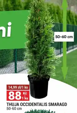 Merkury Market Thuja occidentalis smaragd nabídka