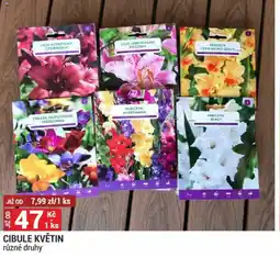 Merkury Market Cibule květin nabídka