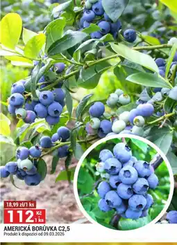 Merkury Market Americká borůvka C2,5 nabídka