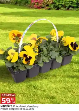 Merkury Market Macešky nabídka