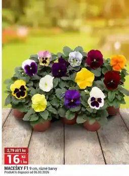 Merkury Market Macešky F1 nabídka