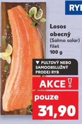 Kaufland Losos obecný nabídka