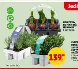 Penny Market CIBULOVINY, CESMÍNA ILEX LEVANDULE, 6 ks nabídka